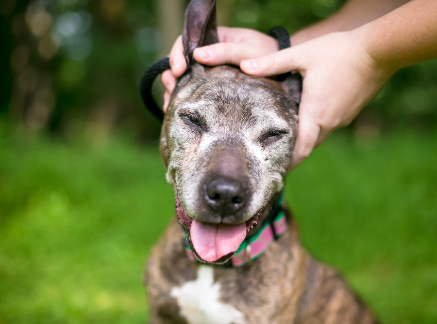 8 Proven Benefits of Massage Therapy for Your Dog